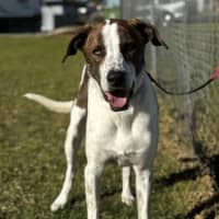 Photo of Buddy (61804)