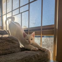 Photo of Pretzel