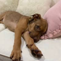 Photo of Ruby   11 Week Old Staffy X (On Trial)