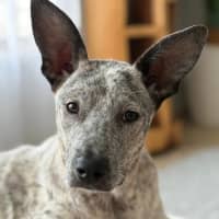 Photo of Trixie *$250 Adoption Fee*