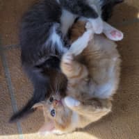 Photo of Cheeto (K54)