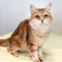 Photo of Akira / Cat 7