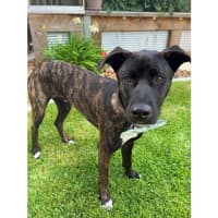 Photo of Tyson *$250 Adoption Fee*