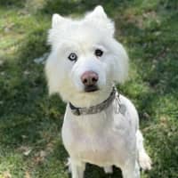 Photo of Lucky