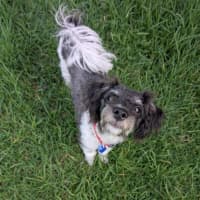 Photo of Jack   1 Year Old Poodle X Terrier 