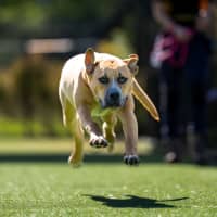 Photo of Slinky Imp 2507