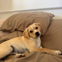 Photo of Colbie   4 Month Old Pug X Cavalier