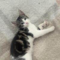 Photo of Lenni   In Foster In Oak Park