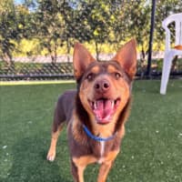 Photo of Bonsai Imp 248