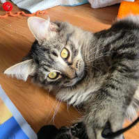 Photo of Tommy Tickle Mouse