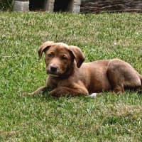 Photo of Archie