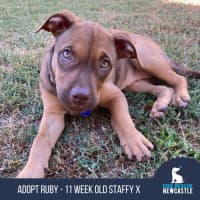 Photo of Ruby   11 Week Old Staffy X (On Trial)