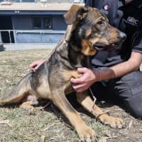 Photo of Buster (Boss)