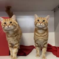 Photo of Armani Bulleau