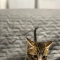 Photo of Blue