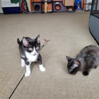 Photo of Boots   Located In Deer Park