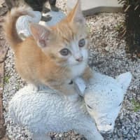 Photo of Smudge