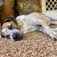 Photo of Turbo