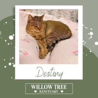 Photo of Destiny