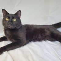 Photo of Butterscotch 