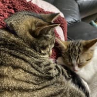 Photo of Belle   Meet Me At Petstock Chelsea