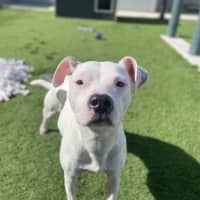 Photo of Tinkerbell