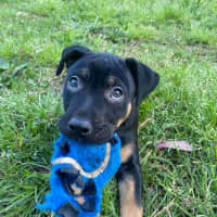 Photo of Onyx   12 Week Old Staffy X