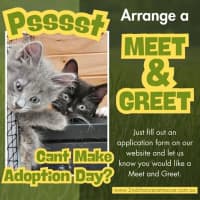 Photo of Queenie**2nd Chance Cat Rescue**