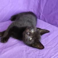 Photo of Tails