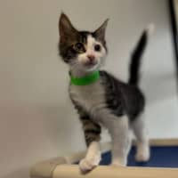 Photo of Splodge