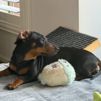 Photo of Sequin