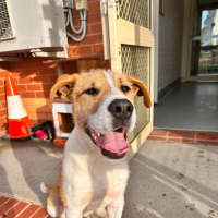 Photo of Junior! 🐶