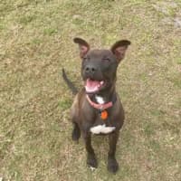 Photo of Rowdy (Archer/Rockie/Alan/Winchester)