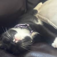 Photo of Oreo & Ivy  3 Month Old Domestic Short Hair 