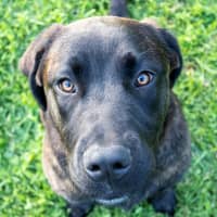 Photo of Dexter