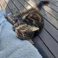 Photo of Mr Tabby Pants