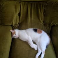 Photo of Hetty   Located In Coburg