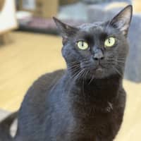 Photo of Cookie