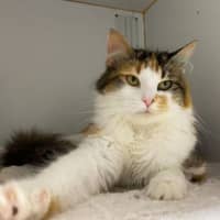 Photo of Kiri