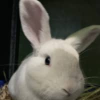 Photo of Stitch