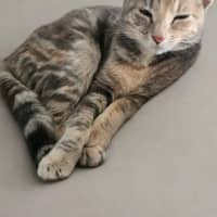Photo of Peanut