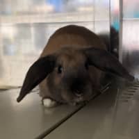 Photo of Peppermint