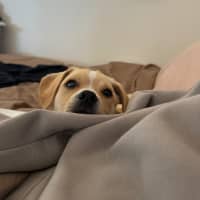 Photo of Colbie   4 Month Old Pug X Cavalier