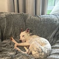 Photo of Sunny   1 Year Old Cattle Dog X