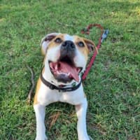 Photo of Yoko Newhaven