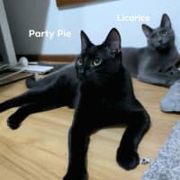 Photo of Party Pie