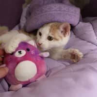 Photo of Miso