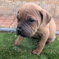 Photo of Buttercup