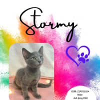 Photo of Stormy