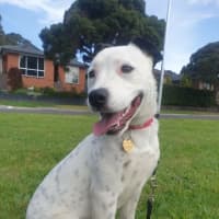 Photo of Moonlight Sparkle